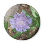 Stokes Aster, Stokesia laevis magnets