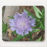 Stokes Aster, Stokesia laevis Mouse Pad