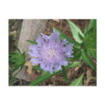 Stokes Aster, Stokesia laevis postcards