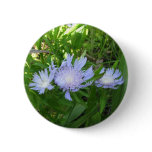 Stokesia, Stokes Aster buttons