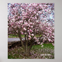 Stone Magnolias Art Poster