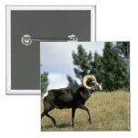 Stone sheep (Large ram) Pin