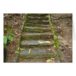 Stone Stairs-WarWoman Dell cards