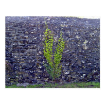 Stonewall with climbing plants post cards