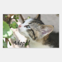Stop and save a kitten! sticker