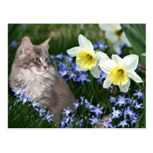 Stop and smell the flowers postcards