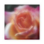 Stop and smell the Roses magnets