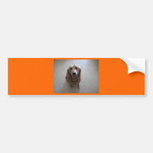 Stop Animal Cruelty Bumper Sticker