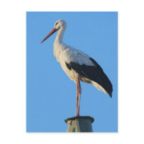 Stork on pole post card