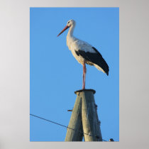 Stork on pole posters