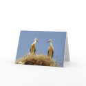 Storks cards