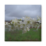 Storm Blossoms Magnets