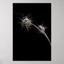 Strange Little Weed posters