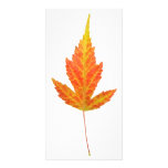Strange Yellow Maple Leaf Photo Card photo cards
