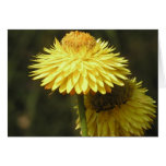 Straw Flowers Card