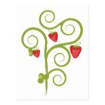 Strawberries Post Cards