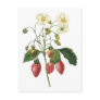 Strawberry botanical illustration postcard