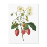 Strawberry botanical illustration postcards