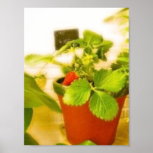Strawberry dream poster
