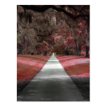 Strawberry Fields Postcard