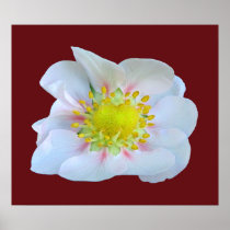 Strawberry Flower ~ print