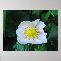 Strawberry flower ~ print