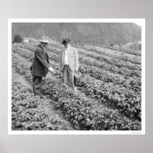 Strawberry Plants Sitka, Alaska 1916 Posters