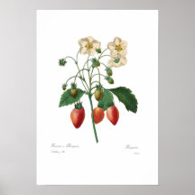 Strawberry Poster