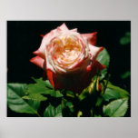 Strawberry Rose Poster
