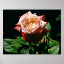 Strawberry Rose Poster