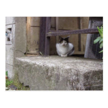 stray cat はがき