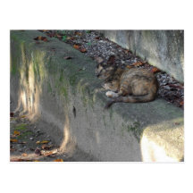 stray cat ポストカード
