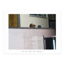 stray cats ポストカード