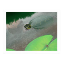 Stream with Turtles and Fish Post Cards
