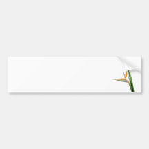Strelitzia Reginae and reed Bumper Stickers