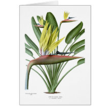 Strelitzia reginae cards