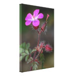 Stretched Canvas Print - Pink Wild Flower