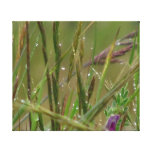 Stretched Canvas Print - Wet Grass