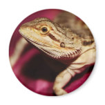 Stretching Bearded Dragon Magnet