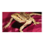 Stretching Bearded Dragon Photo Cards