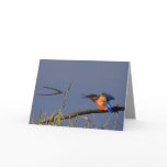 Stretching Kingfisher Card