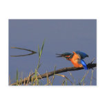 Stretching Kingfisher Postcard