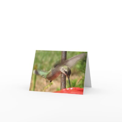 Striking Hummingbird Notecards by patcallum