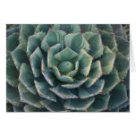 Striped agave card