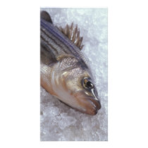 Striped bass personalized photo card