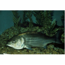 Striped Bass Acrylic Cut Outs
