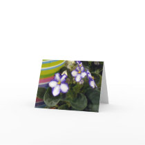 Striped Blue Violets
