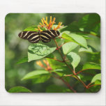 Striped Butterfly on flower mousepads