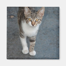 Striped cat refrigerator magnet