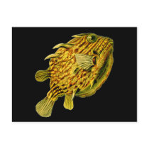 Striped Cowfish, Ernst Haeckel